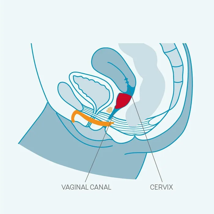 Fun Factory Male Sex Toys Fun Factory Fun Menstrual Cup